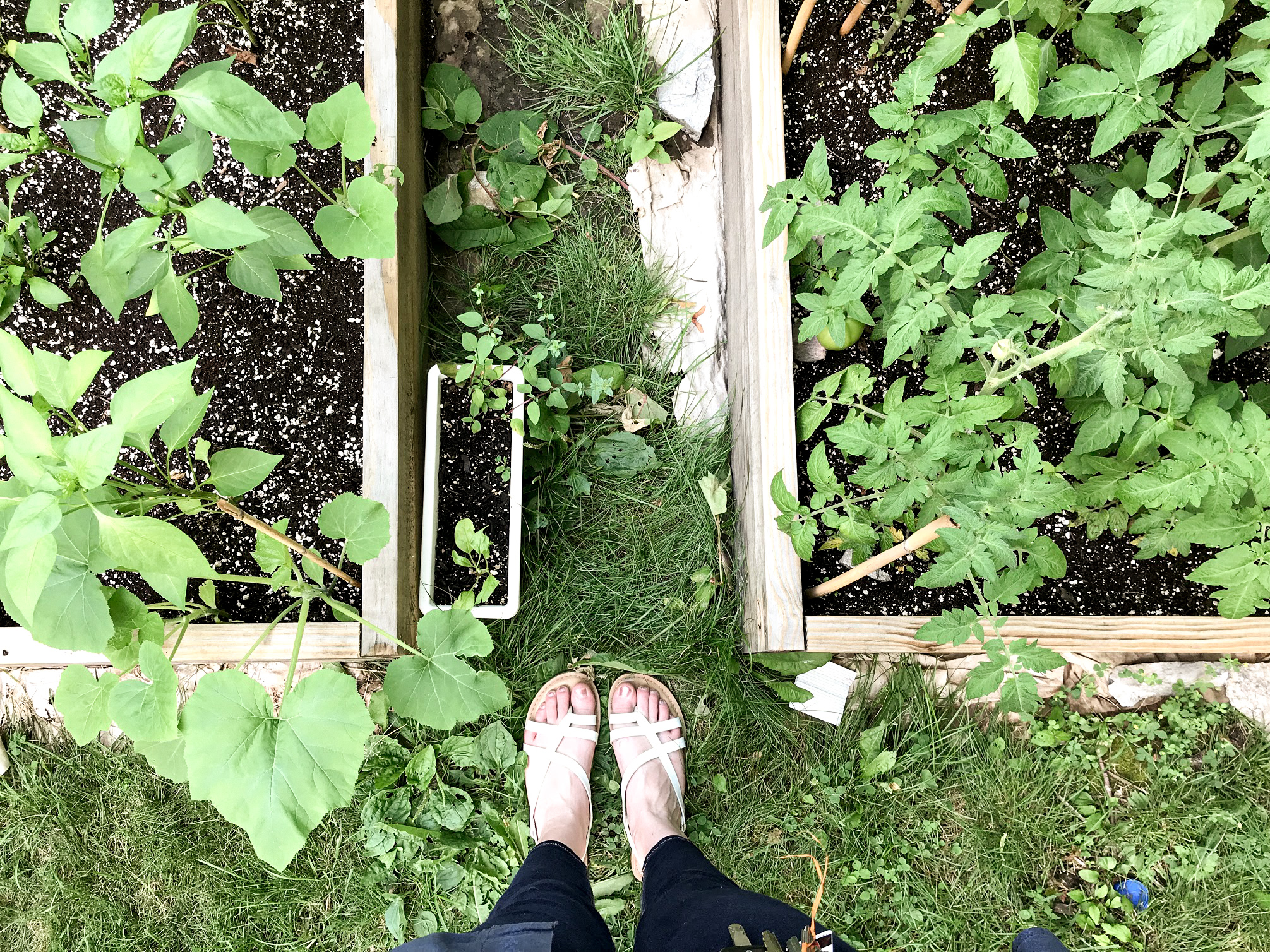 Raised beds pt 2 edited 49